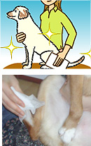 散歩の後のデイリーケアやフィスケアに